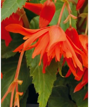 Begonia tuberhybrida Funky Orange