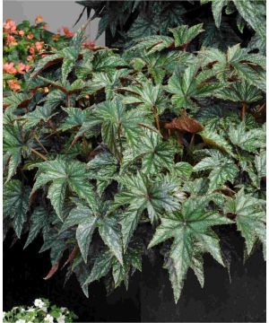 Begonia hybrida Gryphon
