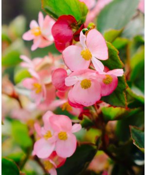 Begonia Hula  Pink