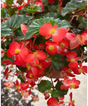 Begonia Hula  Red