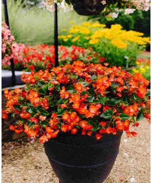 Begonia Blisteringly Beautiful the first hanging semperflorens