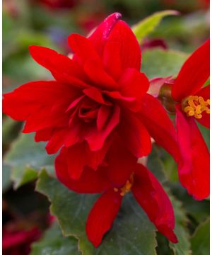 Begonia Illumination Scarlet