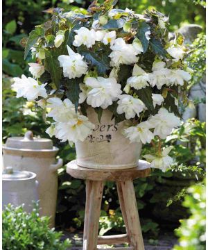 Begonia Illumination 'White'