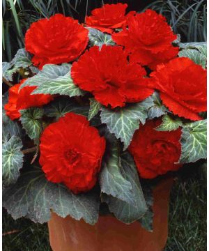 Begonia Majestic Red