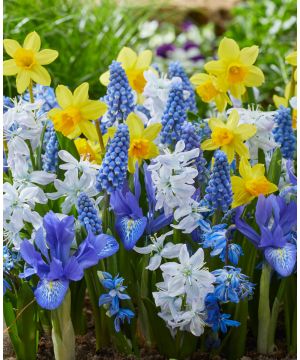 Blissful Spring Bulb Mix 
