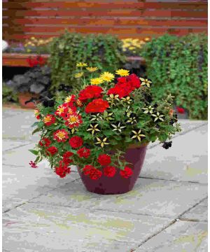 Red Provence Planter