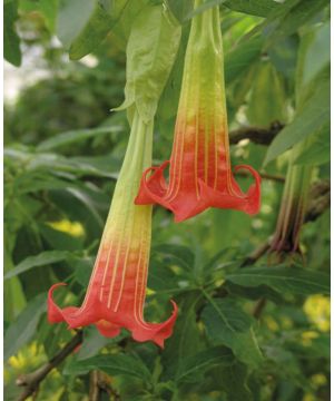 Brugmansia Red Yellow