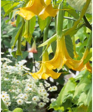 Brugmansia Yellow