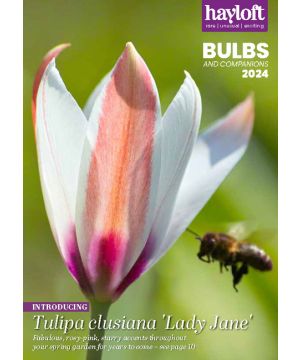 Bulb Catalogue 2024