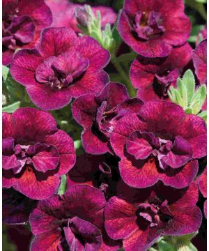 Calibrachoa Can-Can Double Wine Red