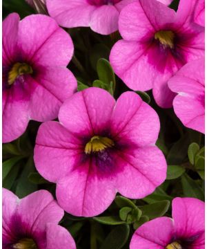 Calibrachoa Can Can Pink Punch