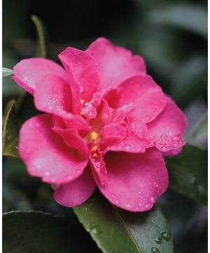 Camellia sasanqua Kanjiro