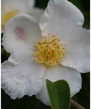 Camellia sansanqua 'Chantal'