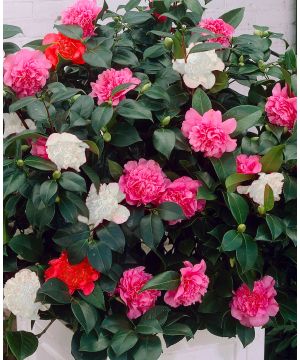 Camellia japonica Tricolor