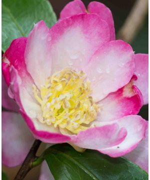 Camellia sasanqua Versicolor