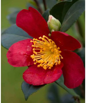 Camellia sansanqua 'Yuletide'