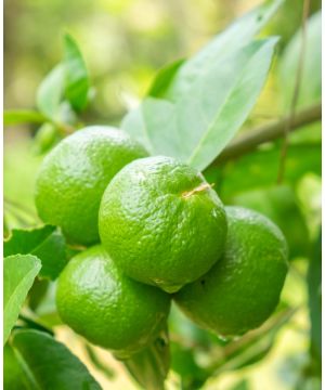 Citrus aurantifolia Mexican Lime