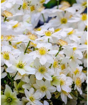 Clematis Avalanche Blaaval