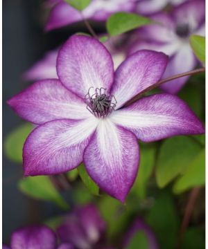 Clematis Lavallee