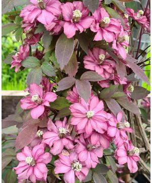 Clematis montana 'Scented Pink'