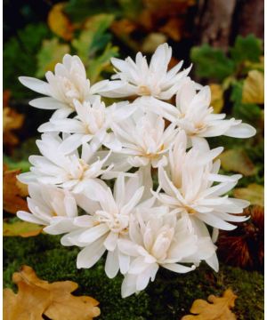 Colchicum autumnale Alboplenum