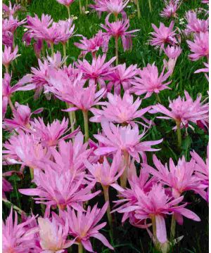 Adorning Colchicum Collection