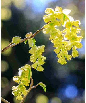 Corylopsis spicata