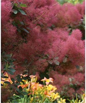 Cotinus Candy Floss