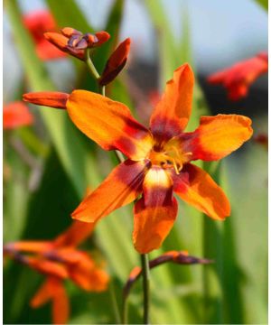 Crocosmia x crocosmiiflora 'Emily McKenzie'