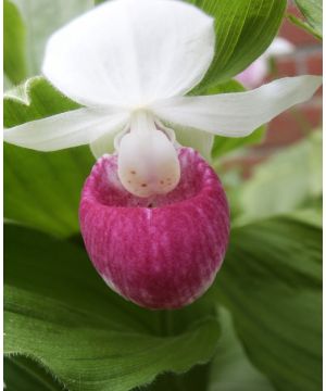 Cypripedium reginae