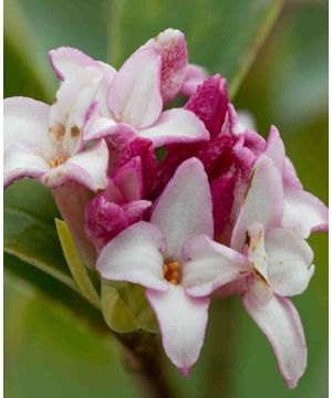 Daphne 'Perfume Princess'