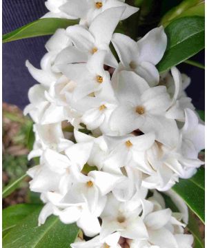 Daphne 'Perfume Princess White'