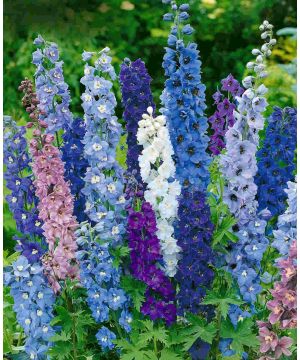 Delphinium Pacific Giants Mix (x18)