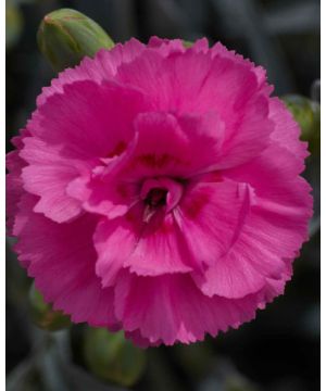 Dianthus Tickled Pink