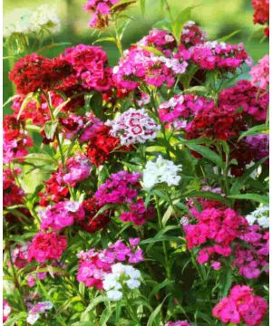 Dianthus Barbatus Mix