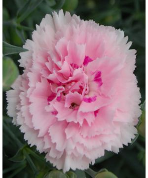 Dianthus Candy Floss
