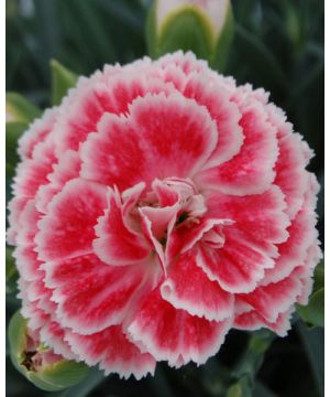 Dianthus Coral Reef