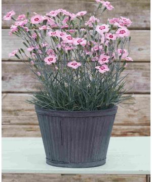 Dianthus Shirley Temple