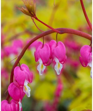 Dicentra spectabilis Gold Heart YP
