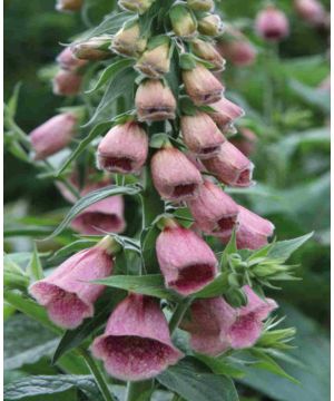 Distinguished Digitalis Collection