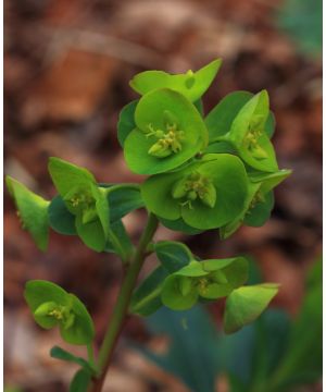 Euphorbia amygdaloides var.robbiae 