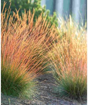 Festuca glauca 'Sunrise'