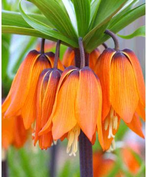 Fritillaria Imperialis 'Orange Beauty'