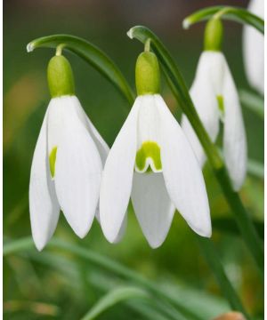 In The Green Galanthus Duo