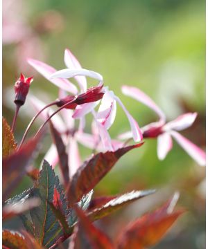 Gillenia trifoliata Pink Profusion