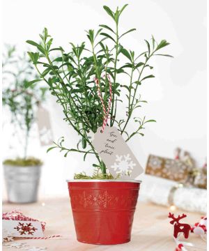 Gin & Tonic Plant in Red Pot