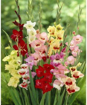Gladiolus Butterfly Mix