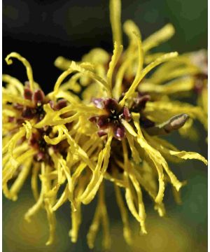 Hamamelis 'Amanda'