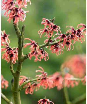 Hamamelis 'Rubin'