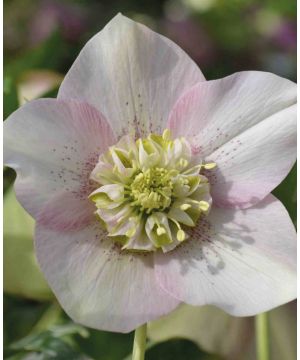 Helleborus orientalis 'Anemone Pink' 